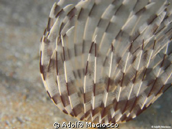 Beautifull Worm by Adolfo Maciocco 